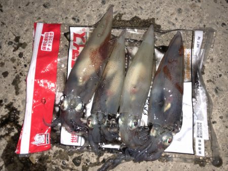 第二八坂丸 釣果