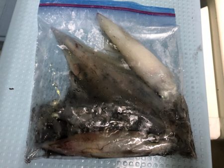 第二八坂丸 釣果