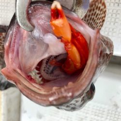 龍神丸(鹿児島) 釣果