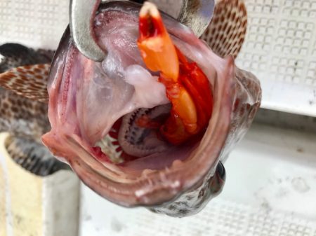 龍神丸(鹿児島) 釣果