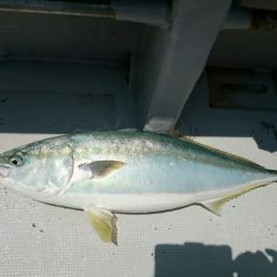 エンペラー 釣果