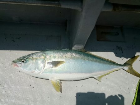 エンペラー 釣果