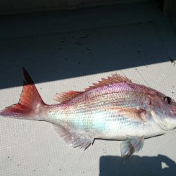 エンペラー 釣果