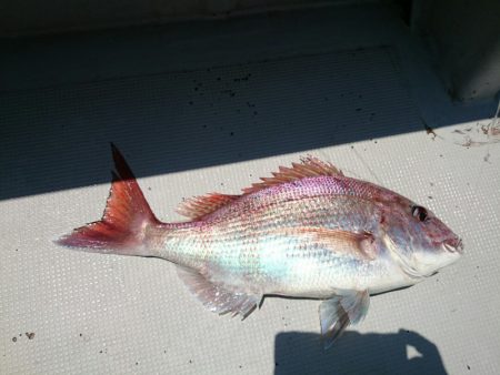 エンペラー 釣果