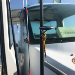 龍神丸(鹿児島) 釣果