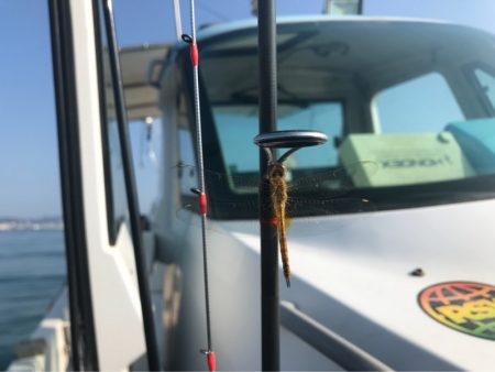 龍神丸(鹿児島) 釣果