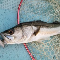 アマテラス 釣果