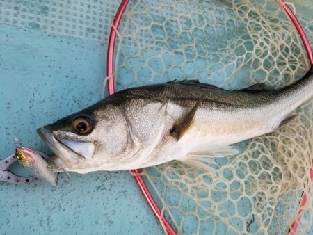 アマテラス 釣果