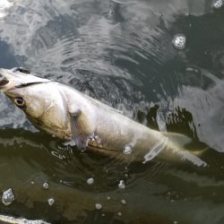 アマテラス 釣果