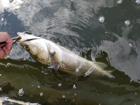 アマテラス 釣果