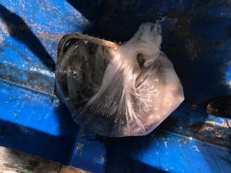 海龍丸(石川) 釣果