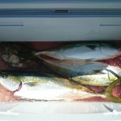 エンペラー 釣果