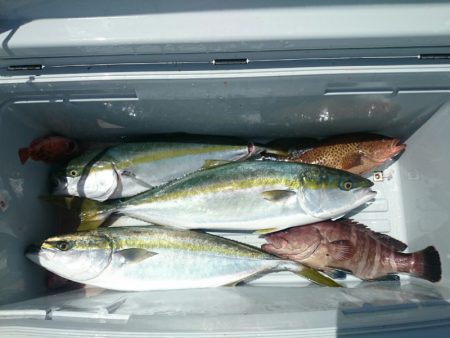 エンペラー 釣果