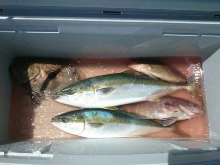 エンペラー 釣果