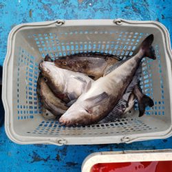さち丸 釣果