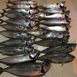 オーシャンズ 釣果