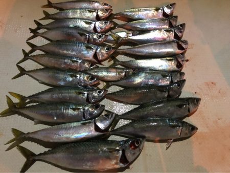 オーシャンズ 釣果