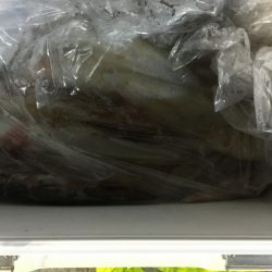 第二龍勢丸 釣果