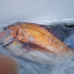 ブルドック 釣果