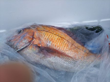 ブルドック 釣果