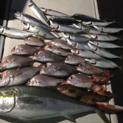 エムズジャーク（M’s JERK） 釣果