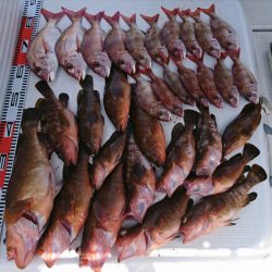 遊漁船 家入 釣果