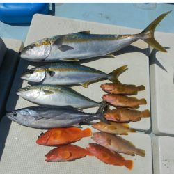 きずなまりん 釣果