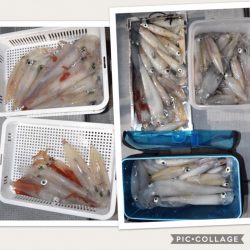 渡船屋たにぐち 釣果