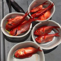 ＴＡＲＯＭＡＲＵ 釣果