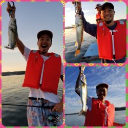 アマテラス 釣果