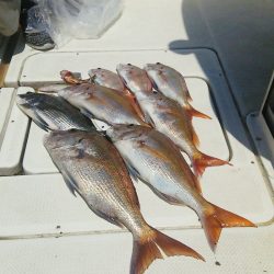 マリンガイド福丸 釣果