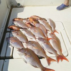 マリンガイド福丸 釣果