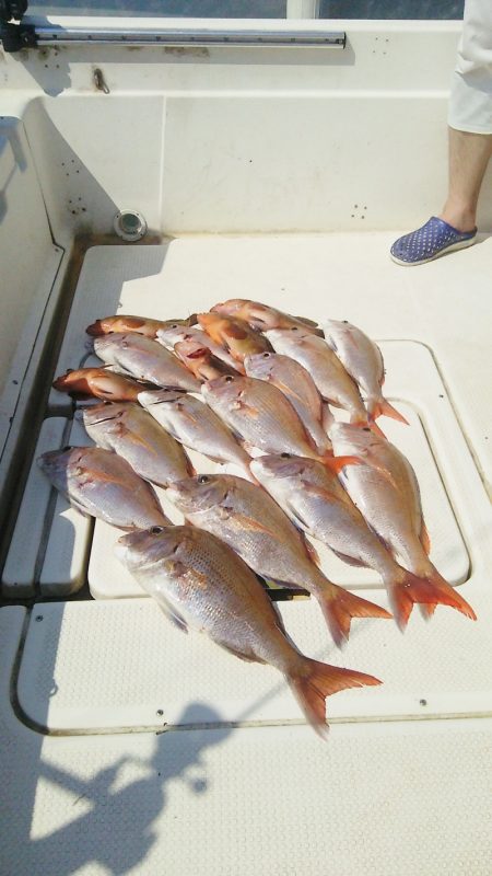 マリンガイド福丸 釣果