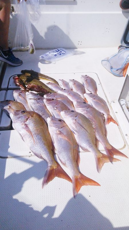 マリンガイド福丸 釣果