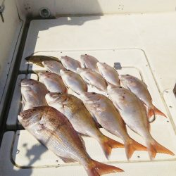 マリンガイド福丸 釣果