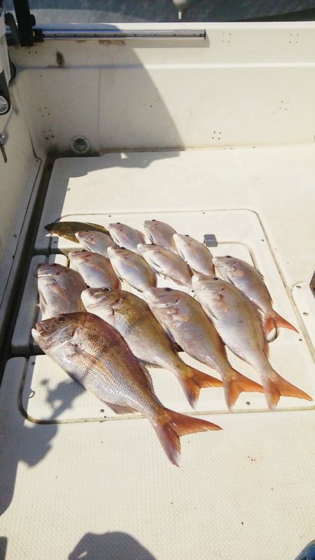 マリンガイド福丸 釣果