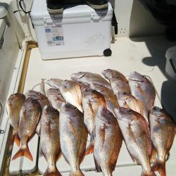 マリンガイド福丸 釣果