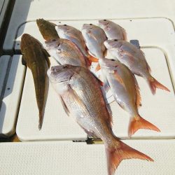 マリンガイド福丸 釣果
