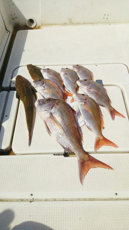 マリンガイド福丸 釣果