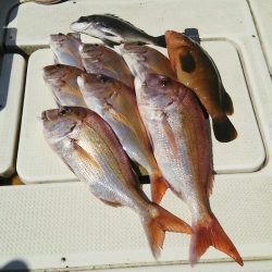 マリンガイド福丸 釣果