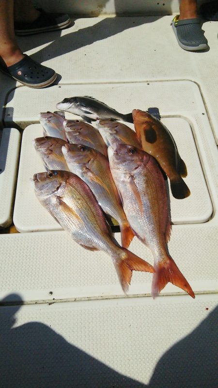 マリンガイド福丸 釣果