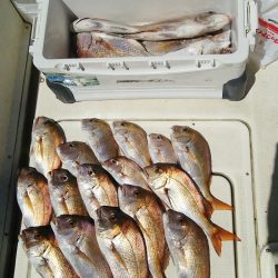 マリンガイド福丸 釣果