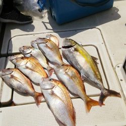 マリンガイド福丸 釣果