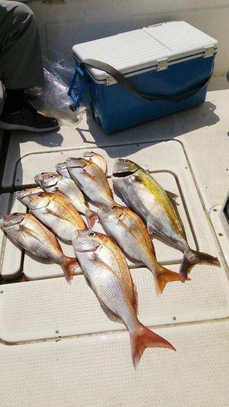 マリンガイド福丸 釣果