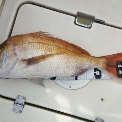 マリンガイド福丸 釣果