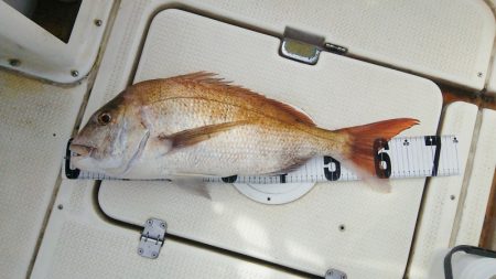 マリンガイド福丸 釣果