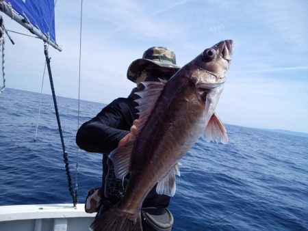 ひな丸 釣果