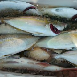 シースナイパー海龍 釣果