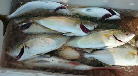 シースナイパー海龍 釣果