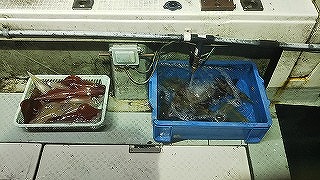 第二清洋丸 釣果